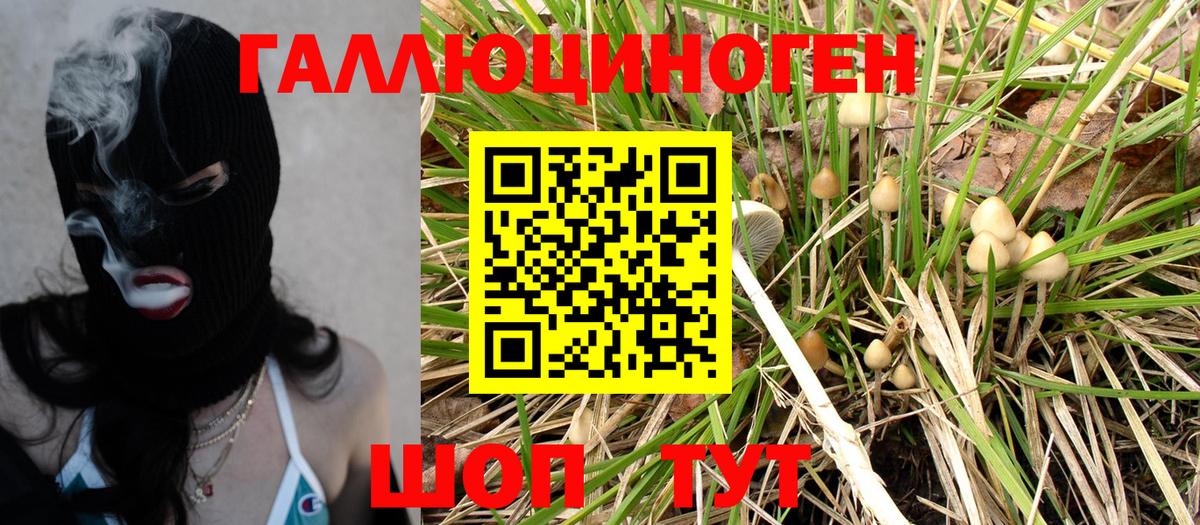 Галлюциногенные грибы Psilocybe Будённовск
